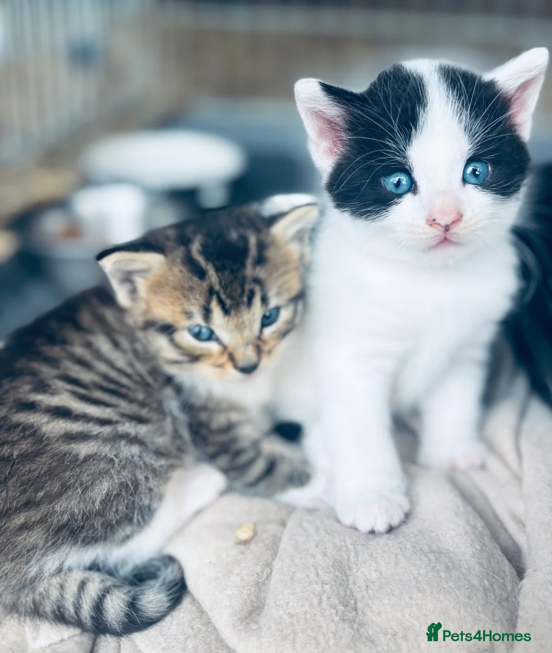 Mixed Breed cats for sale: Beautiful mixed breed kittens  - Advert 4