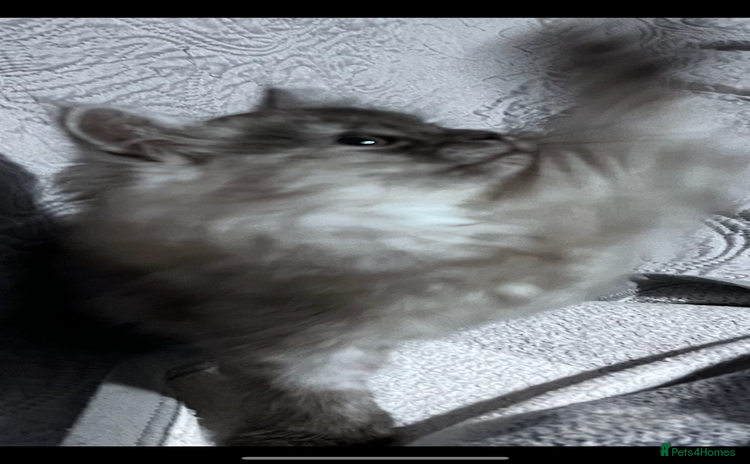 Siberian cats - Advert 1