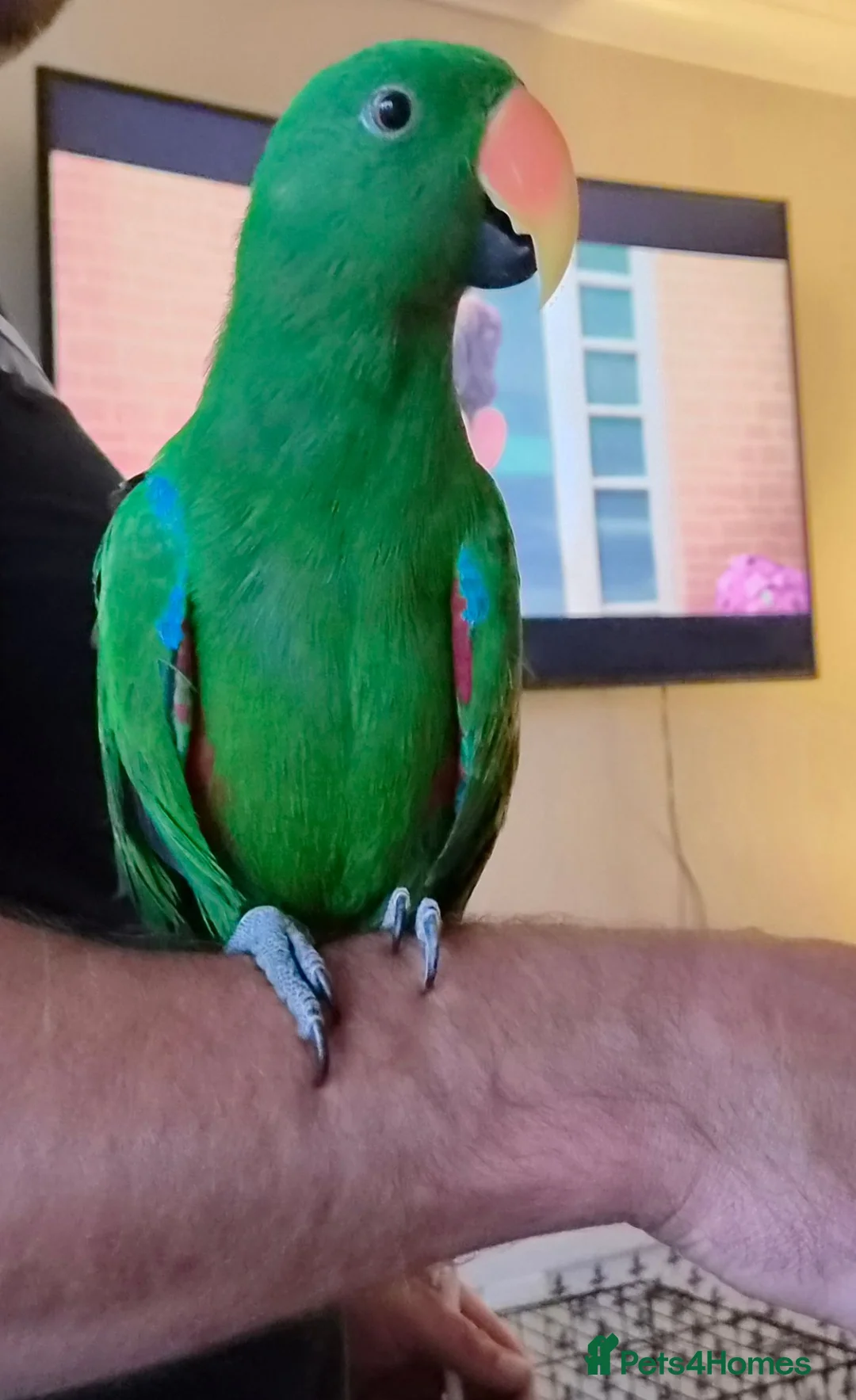 Parrots birds for sale: Male Eclectus parrot - Advert 1