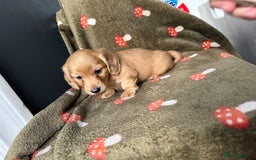 Miniature Dachshund dogs for sale: Cream&Shaded KC reg. PRA clear 4 weeks old - Image 3