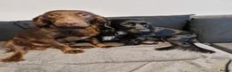 Cocker Spaniel dogs for sale: Cocker spaniel puppies  - Advert 34