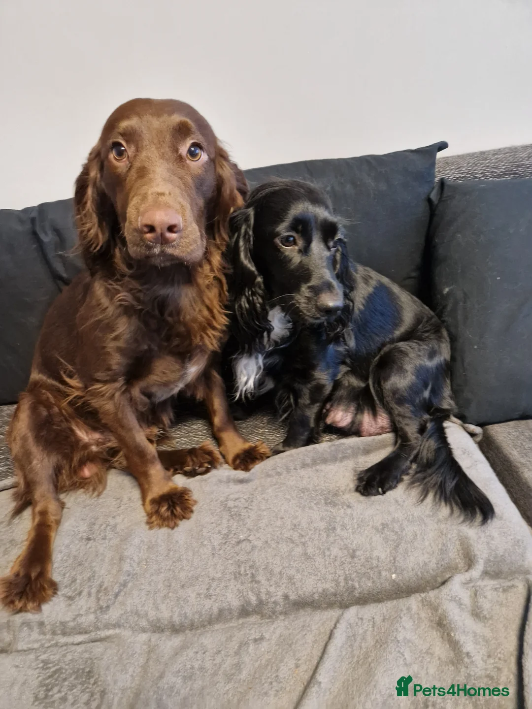 Cocker Spaniel dogs for sale: Cocker spaniel puppies  - Advert 34