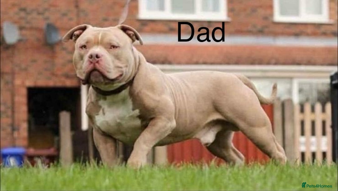 American Bull Staffy dogs for sale: 10 pocket bully - Image 2