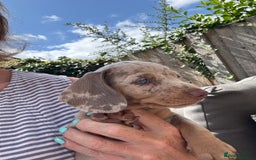 Miniature Dachshund dogs for sale: Miniature dachshunds for sale  - Image 1