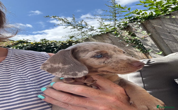 Miniature Dachshund dogs - Advert 14