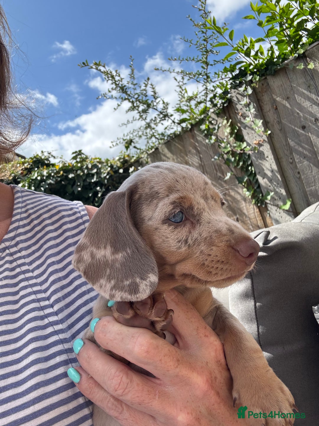 Miniature Dachshund dogs for sale: Miniature dachshunds for sale  - Image 1