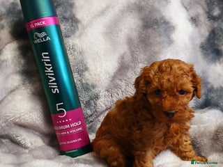 Toy Poodle dogs ASIAN CHAMPION lineage, KC registered Toy Poodles - Advert 16