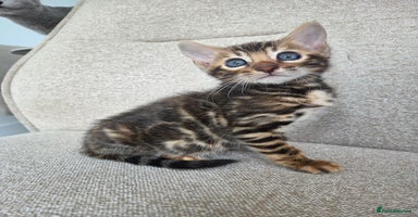 Bengal cats - Advert 14