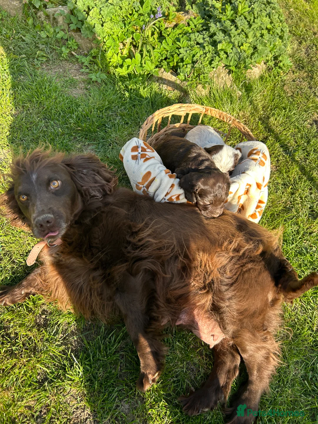 Cocker Spaniel dogs for sale: 6 BEAUTIFUL SISTERS NEED A HOME🐶🩷 - Advert 6