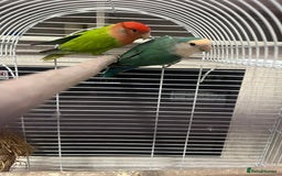Lovebirds birds for sale: Male & female  - Advert 13