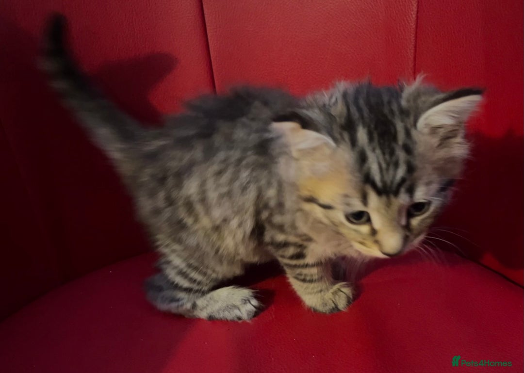 Mixed Breed cats for sale: Three Gorgeous Girls For sale. - Advert 15