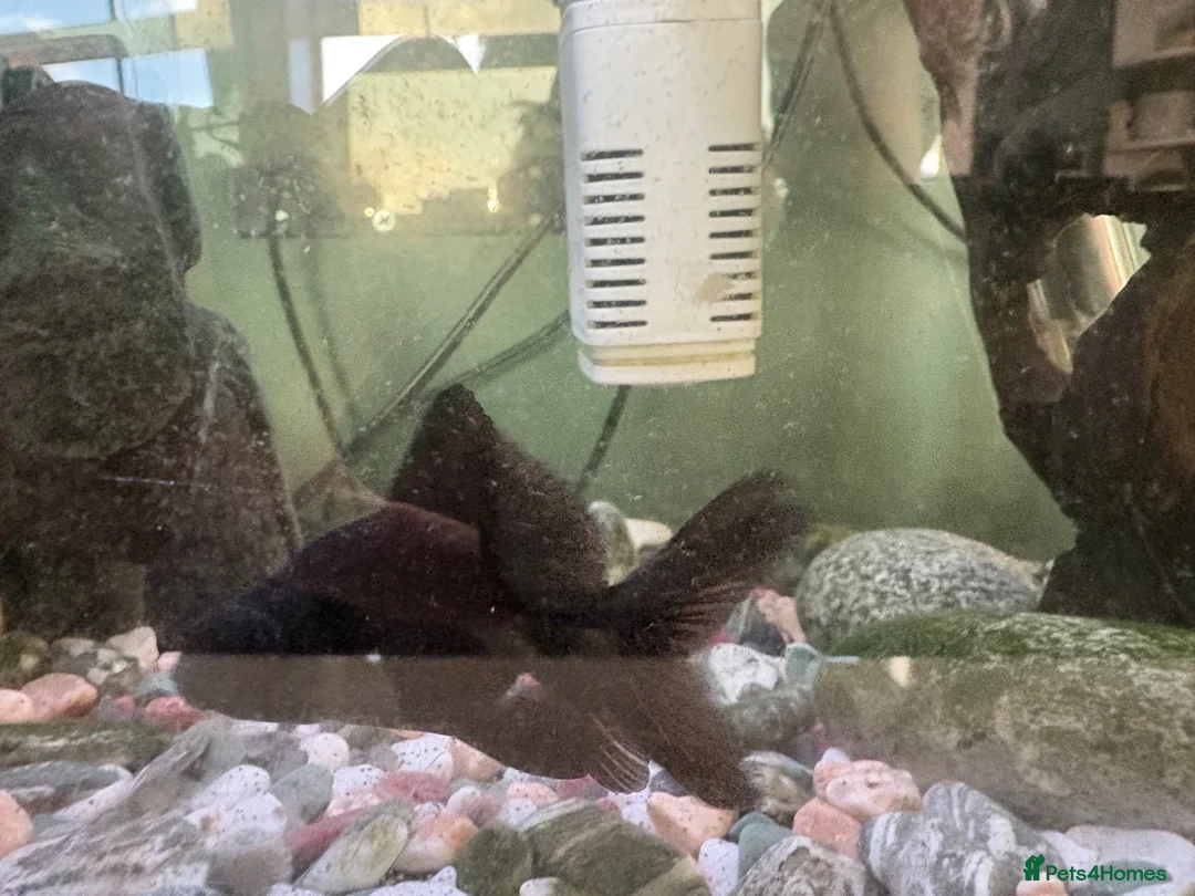 Goldfish fish for sale: Black Moore  in Edinburgh - Advert 2