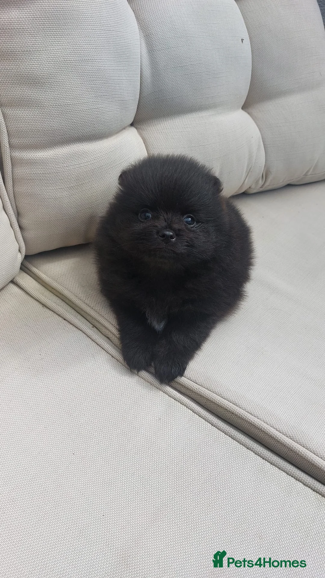 Pomeranian dogs for stud: TINY lilac Russian Pom  in Bridgend - Advert 15