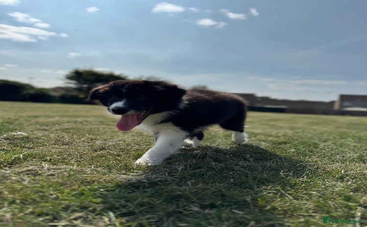 Border Collie dogs - Advert 3