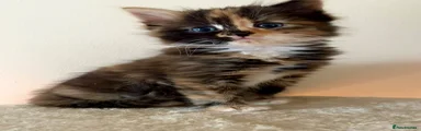 Turkish Angora Kitten 2