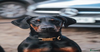 Dobermann dogs - Advert 8