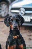 Dobermann dogs - Advert 4