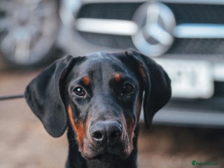 Dobermann dogs - Advert 2