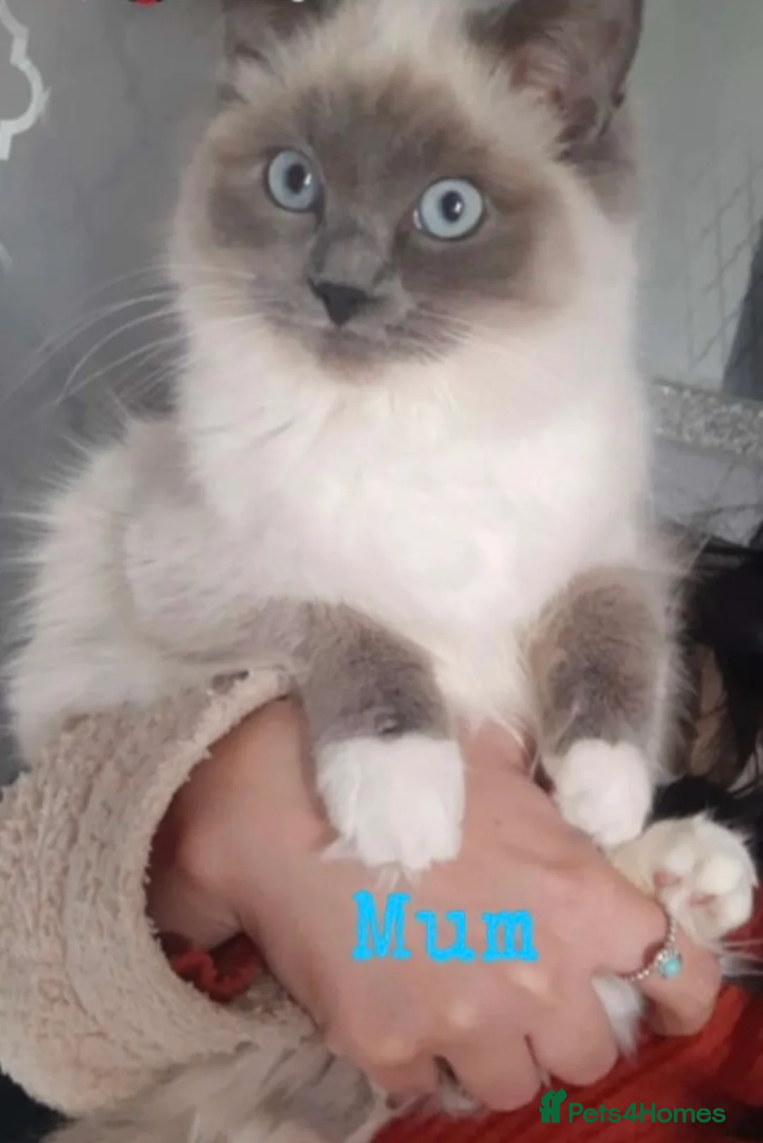 Ragdoll cats for sale: 🎀Super fluffy Ragdoll babies🎀 - Advert 24