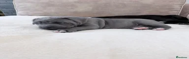 Cane Corso Puppy 2