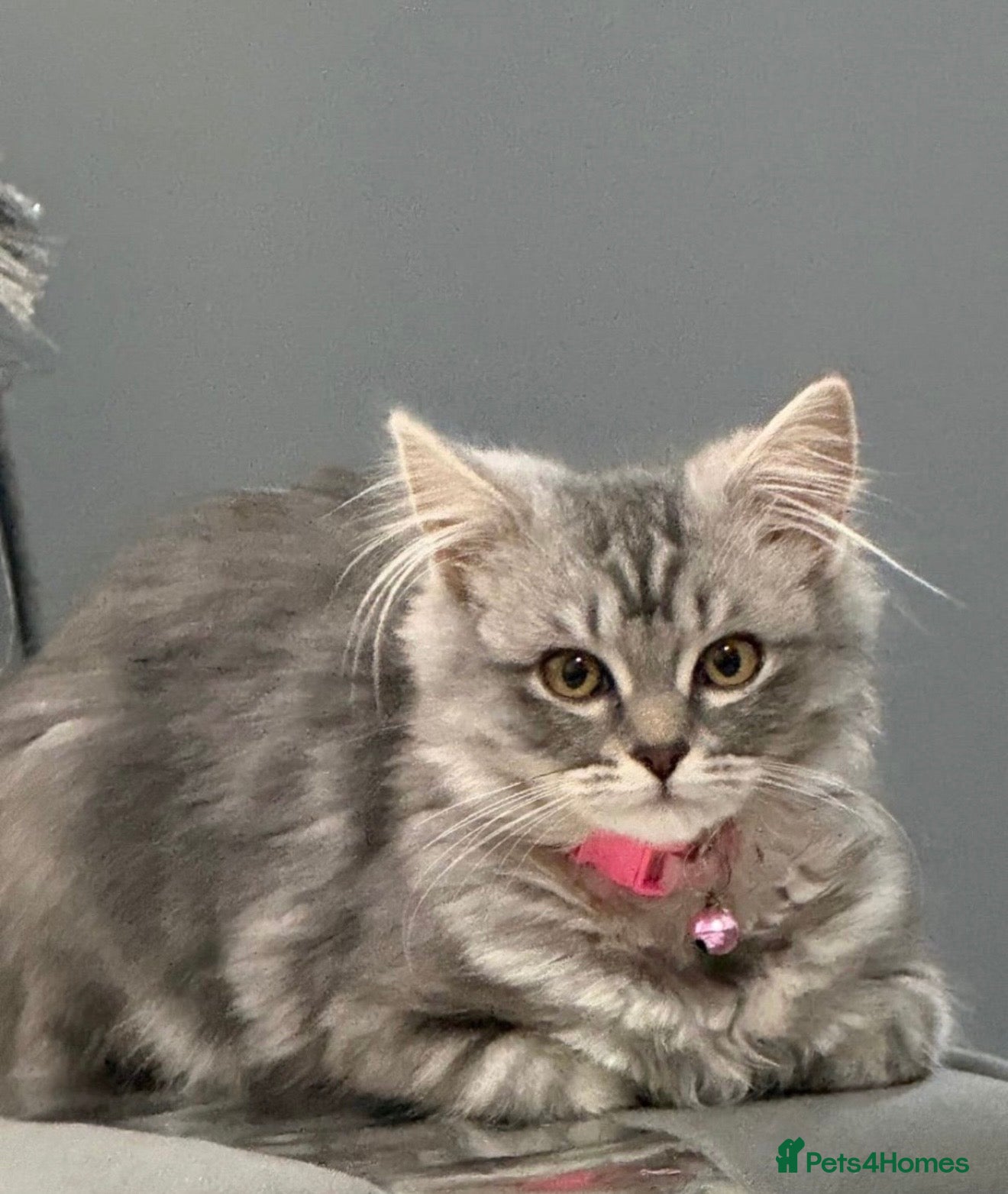 British Longhair cats My lovely friend is for sale  - Advert 3