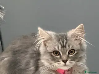 British Longhair cats My lovely friend is for sale - Advert 3