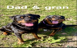 Rottweiler dogs for sale: 🏆(Kc)Champion bloodline Rottweiler puppies. - Image 18