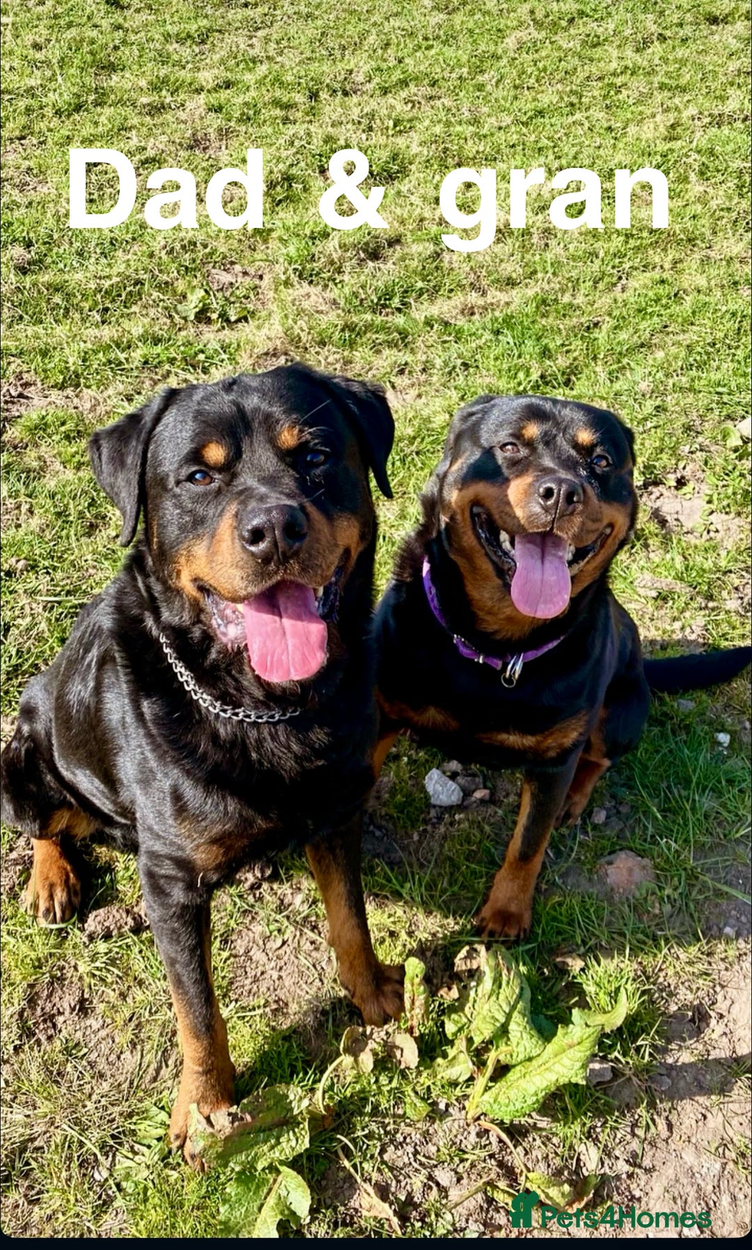 Rottweiler dogs for sale: 🏆(Kc)Champion bloodline Rottweiler puppies. - Image 18