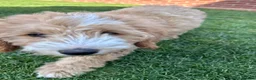 Bordoodle dogs for sale: Stunning F1b Bordoodle Puppies - Advert 3