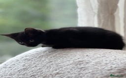 Mixed Breed cats for sale: 10 week black male vaccinated (female reserved) - Image 2