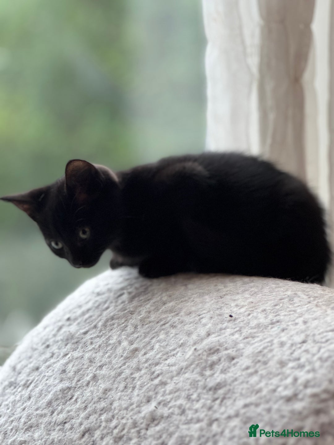 Mixed Breed cats for sale: 10 week black male vaccinated (female reserved) - Image 2