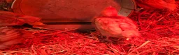Chickens poultry for sale: Happy, healthy, sexed pullet chicks. - Advert 7
