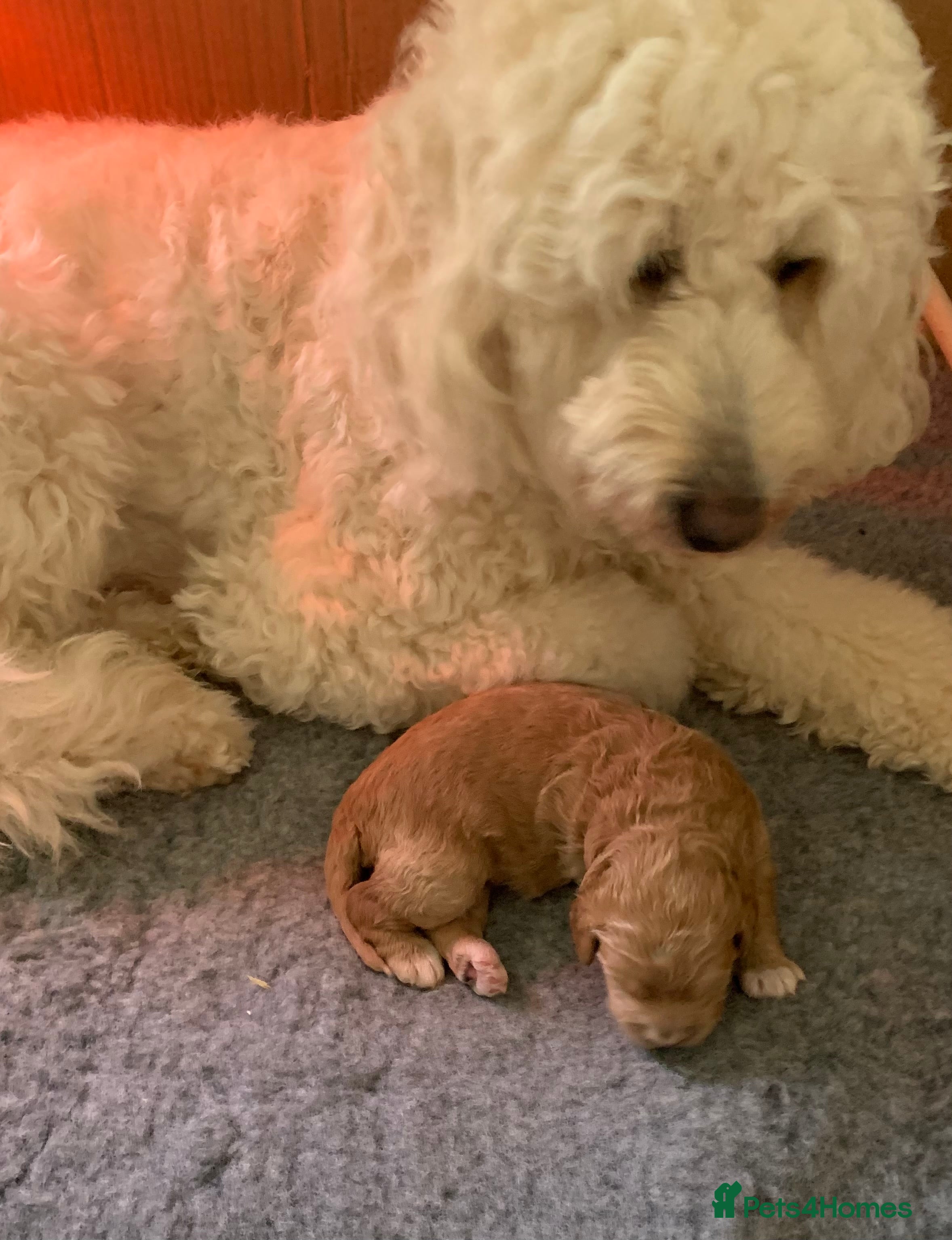 Goldendoodle dogs Goldendoodle/double doodle - Advert 1