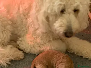 Goldendoodle dogs Goldendoodle/double doodle - Advert 1