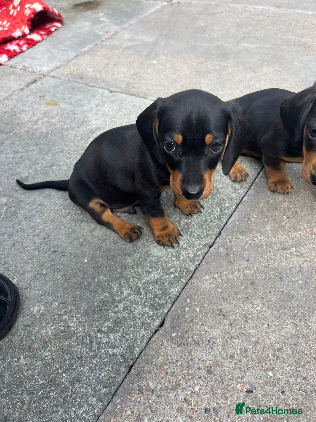 Miniature Dachshund dogs for sale: Smooth hair miniature dachshunds  - Image 4