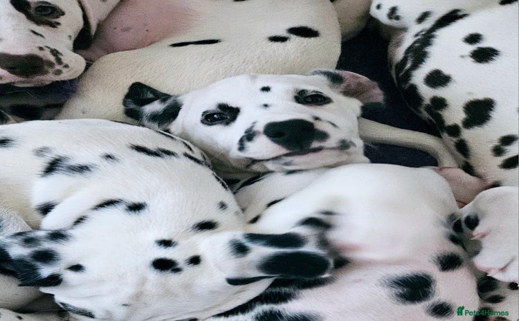 Dalmatian dogs - Advert 1