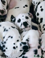 Dalmatian dogs Champion Lines Dalmatian Puppies - Advert 8