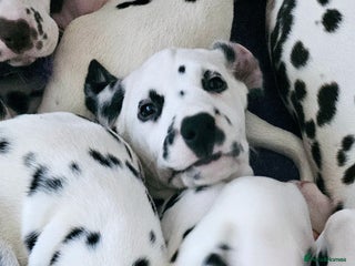 Dalmatian dogs for sale - Advert 1