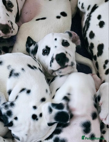 Dalmatian dogs - Advert 1