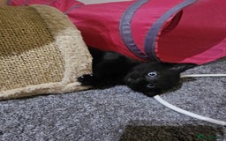 Bombay cats for sale: Bombay - Image 2