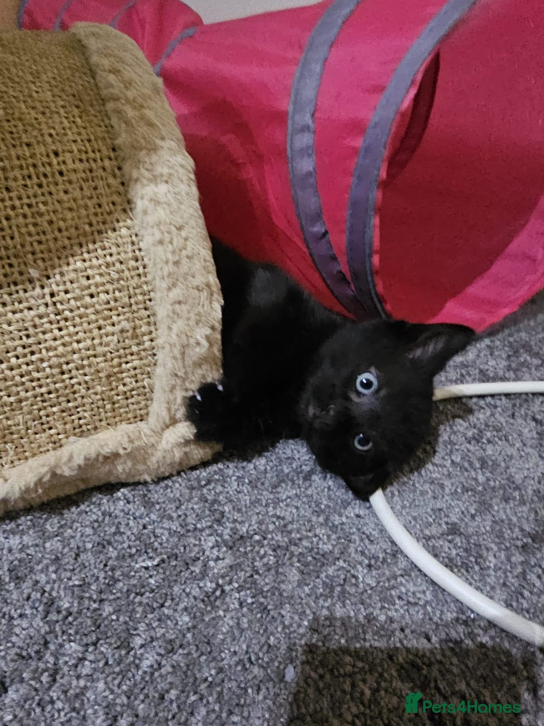 Bombay cats for sale: Bombay - Image 2