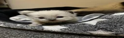 Ragdoll cats for sale: Blue point Ragdoll kittens for sale - Advert 13