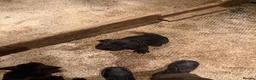 Cane Corso dogs for sale: Beautiful Pure Cane Corso Puppies - Advert 4