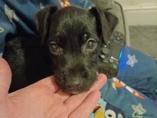 Patterdale Terrier dogs Patterdale Terrier - Advert 1