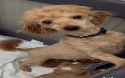 Cavapoo dogs for sale: Beautiful cavapoo pups from family home  - Advert 2