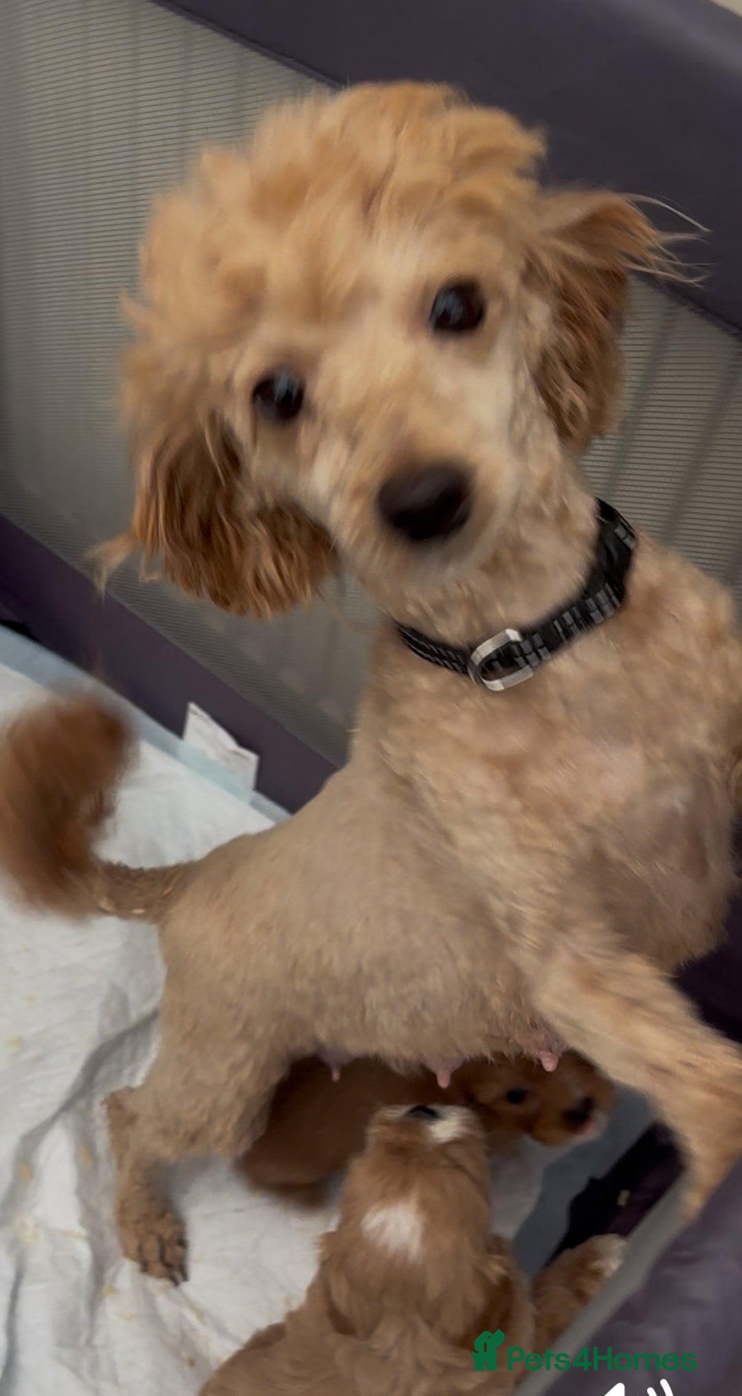 Cavapoo dogs for sale: Beautiful cavapoo pups from family home  - Advert 2