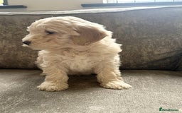 Cockapoo dogs for sale: Outstanding Cockapoos for sale  - Advert 16