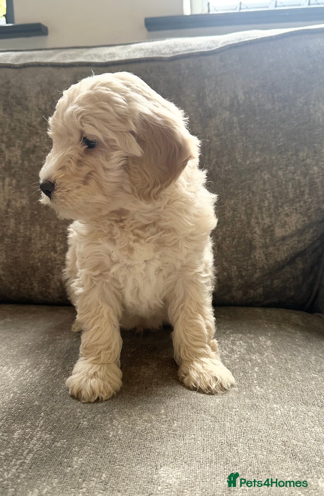 Cockapoo dogs for sale: Outstanding Cockapoos for sale  - Advert 16