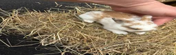 Lionhead rabbits for sale: Lion heads  - Advert 9
