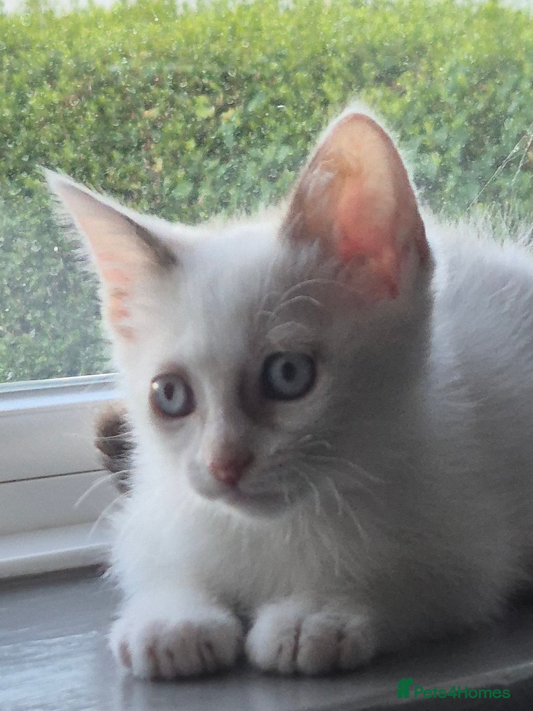 Mixed Breed cats for sale: Adorable Pedigree kitten - GCCF - REDUCED PRICE - Image 15